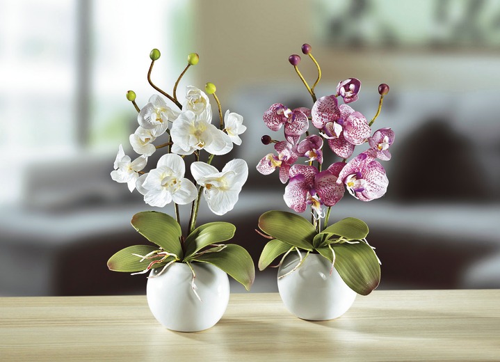 - Orchideen, 2er-Set, in Farbe