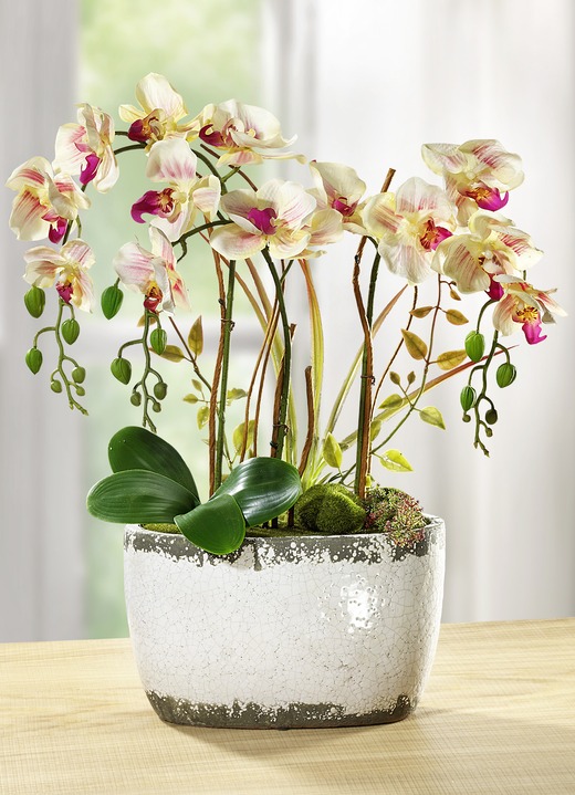 - Orchidee im Keramiktopf, in Farbe