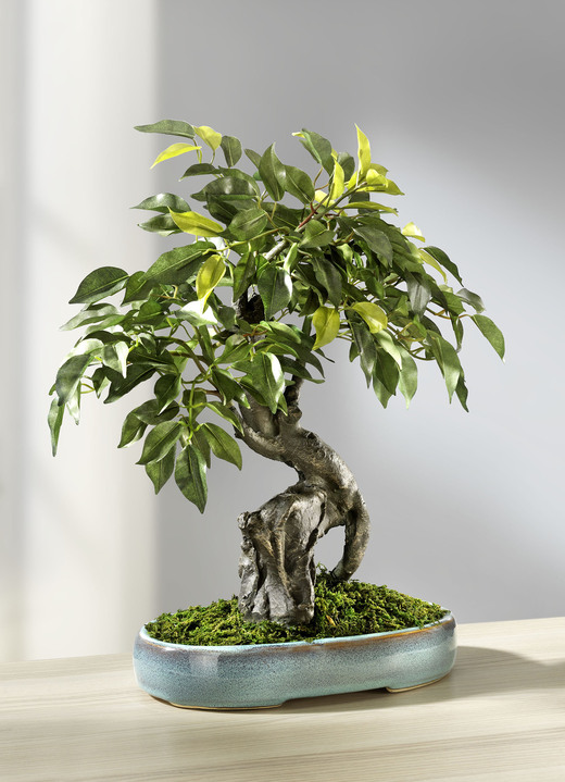 - Ficus-Bonsai in Keramikschale, in Farbe GRÜN
