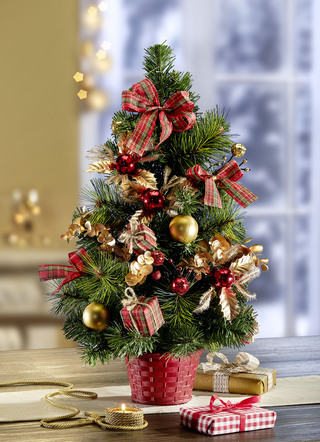 Weihnachtsbaum im Topf