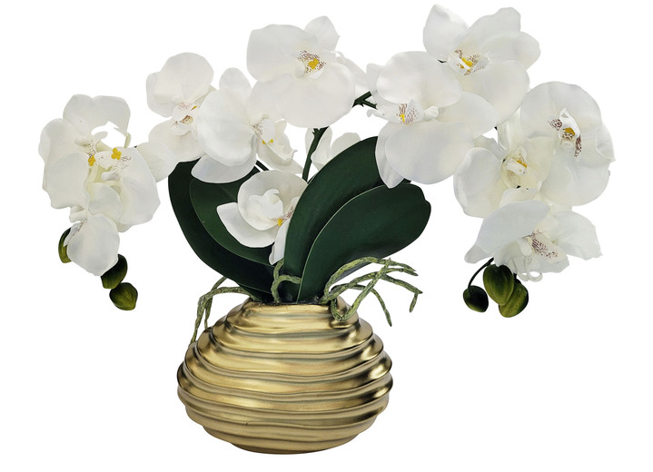 - Orchidee in Vase, in Farbe CREME