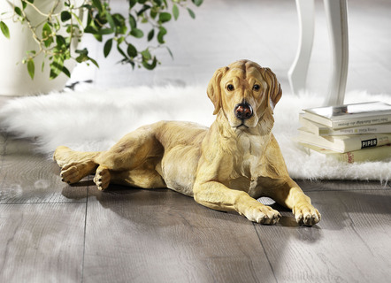 Labrador in imposanter Größe