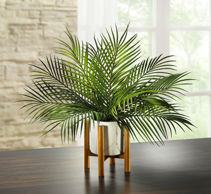 - Palmblatt-Pflanze im Gestelltopf, in Farbe GRÜN