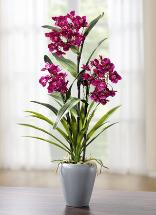 Orchidee in Vase