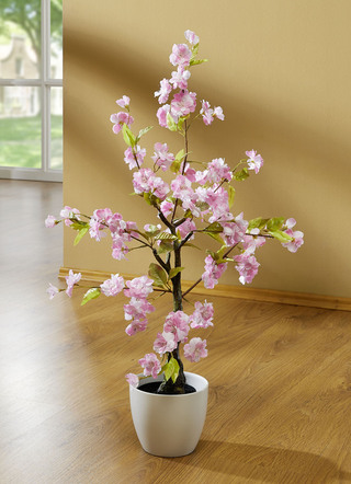 Kirschblütenbaum im Kunststofftopf