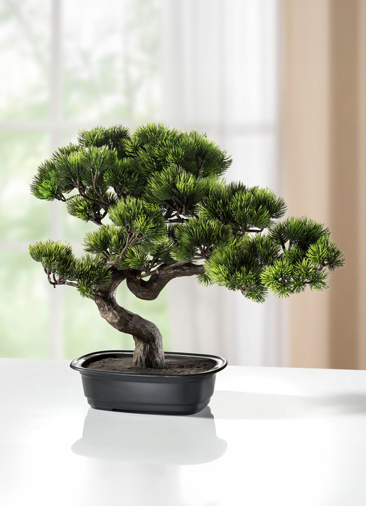 - Kiefer-Bonsai, in Farbe GRÜN