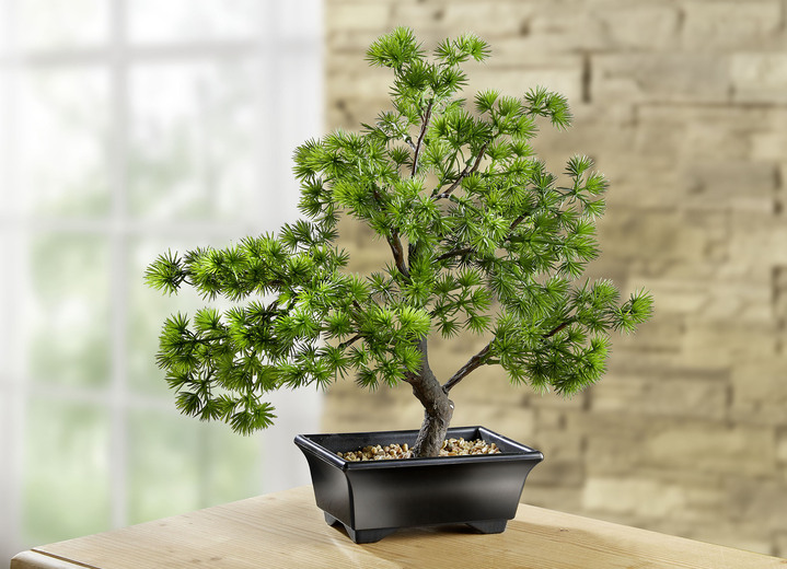 - Bonsai im Kunststoff-Topf, in Farbe GRÜN