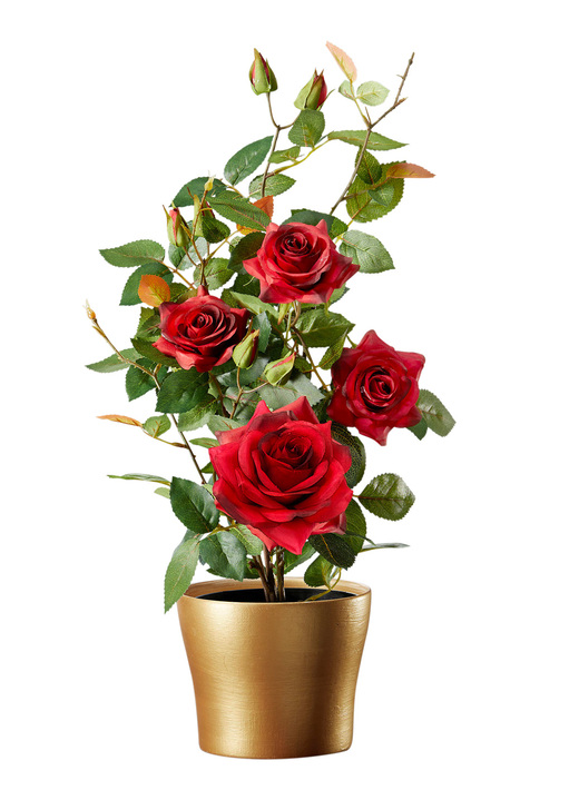 - Bezauberndes Rosengesteck im Topf, in Farbe ROT Ansicht 1