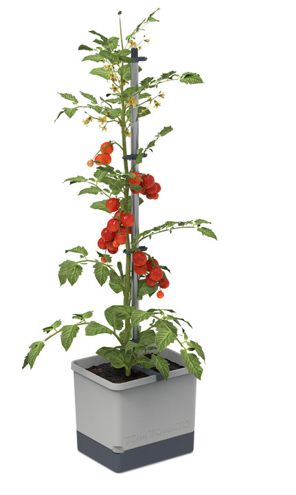 Blumentöpfe und Pflanzgefässe - Gusta Garden Tom Tomato mit Bewässerungssystem, in Farbe GRAU Ansicht 1