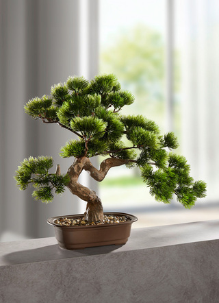 Bonsai in Schale