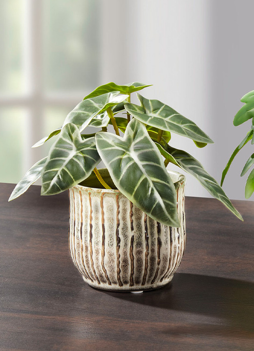 Kunst- & Textilpflanzen - Detailreich gearbeitete Mini-Pflanzen, in Farbe GRÜN, in Ausführung Mini-Calathea Ansicht 1