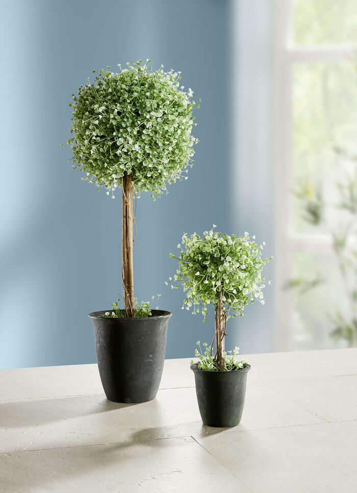 Buchskugelst&auml;mmchen im Topf 