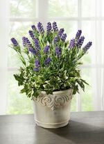 Lavendel im Topf 