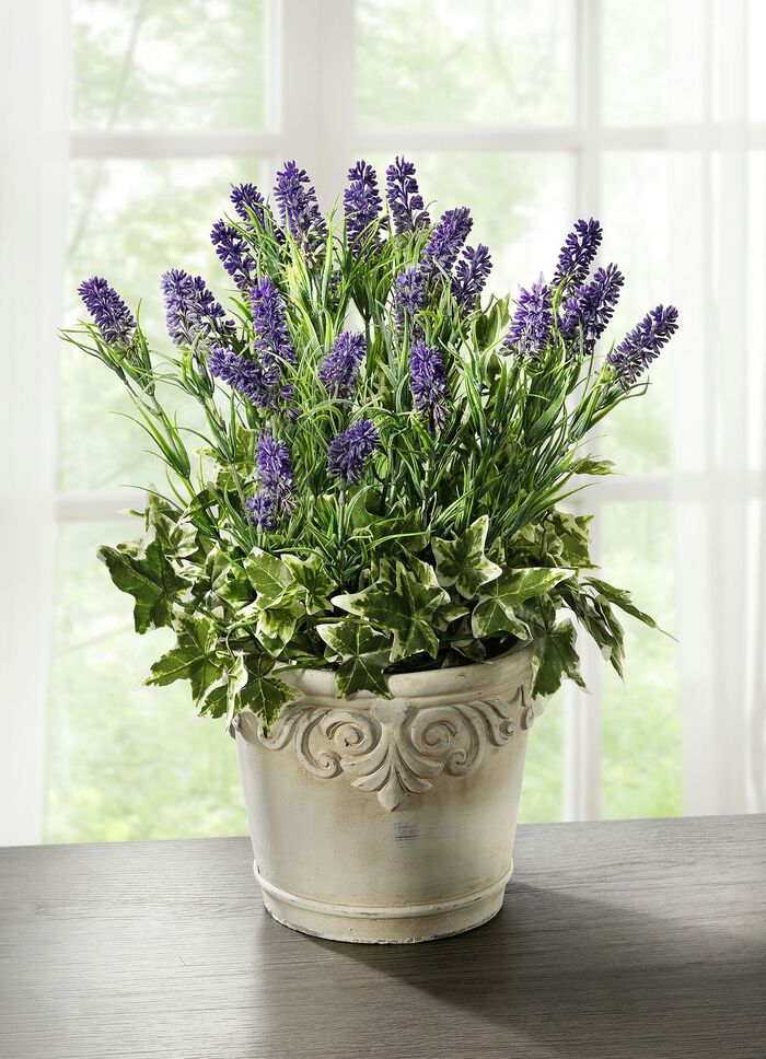 Lavendel im Topf 