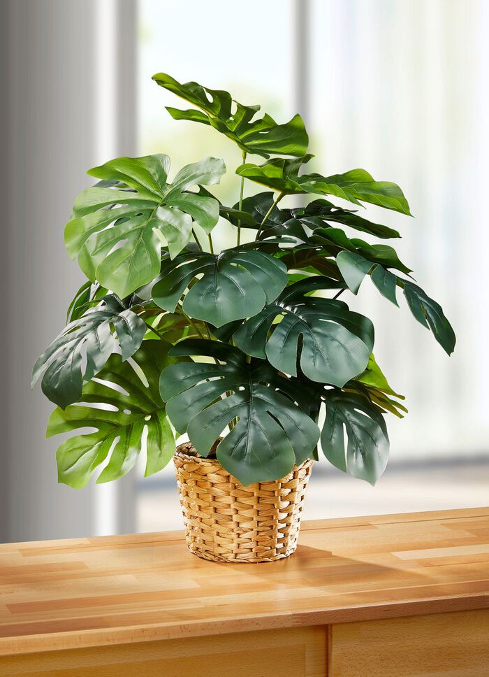 T&auml;uschend echt aussehendes Fensterblatt im Topf 