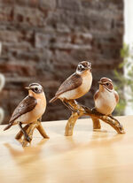 Braunkehlchen - Vogel des Jahres 2023, 