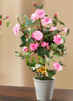 Rosengesteck im Keramiktopf ROSA