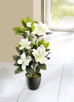 Magnolien im Topf 
