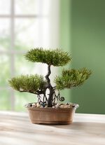 Fern&ouml;stlicher Bonsai 