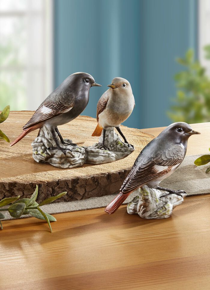 Hausrotschwanz - Vogel des Jahres 2025 