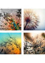 Bilder-Set, 4-teilig, mit Pusteblumen-Motiven 