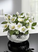 Christrosen in Schale in verschiedenen Farben 