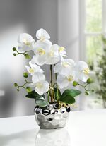 Orchidee im Topf 