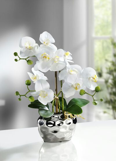 Orchidee im Topf - 