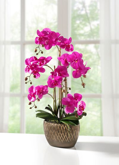 Orchidee im Topf 