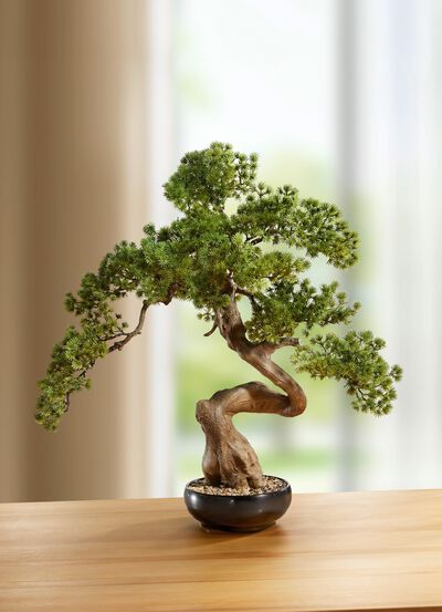 Bonsai in Keramikschale 