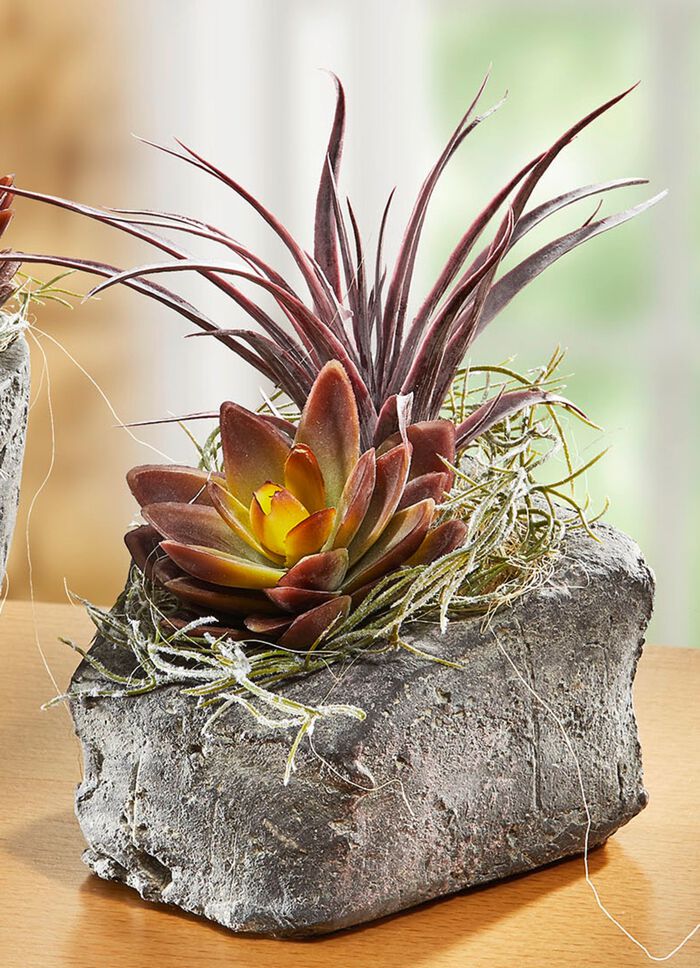 Sukkulenten-Arrangement im Topf MAUVE