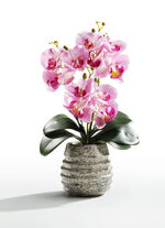 Orchideen-Gesteck im Topf ROSA