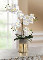 Orchidee im Keramiktopf 