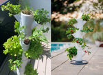 Pflanz-System Sissi Strawberry  
