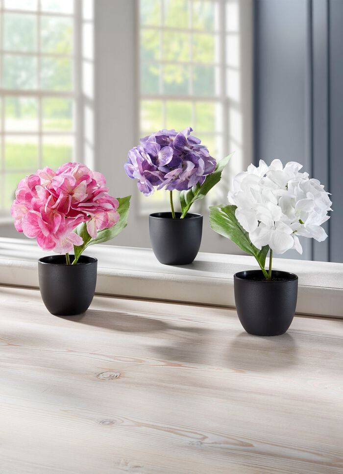 Mini-Hortensien im Topf, 3er-Set 