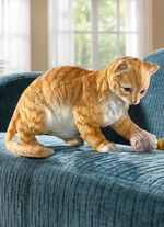 Katze mit Wollkn&auml;uel 