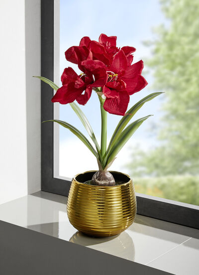 Amaryllis-Gesteck in goldenem Topf 