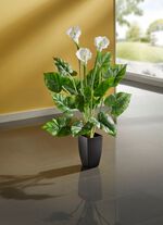 Calla-Pflanze im Topf 