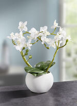Orchideen-Gesteck im Keramiktopf  