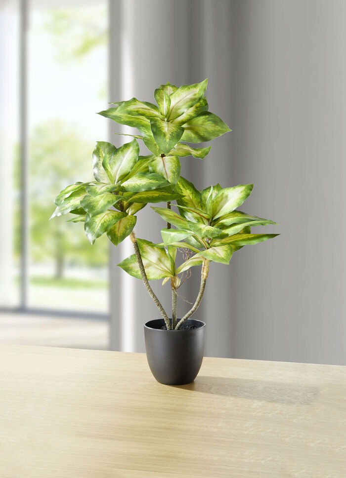 Dieffenbachia 