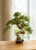 Bonsai in Keramikschale 