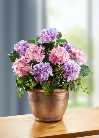 Pr&auml;chtige Hortensien im Topf 