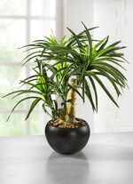 Yucca-Bonsai im Topf aus Keramik 