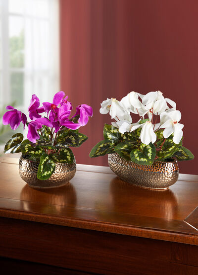 Alpenveilchen in Schale 