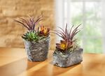Sukkulenten-Arrangement im Topf 