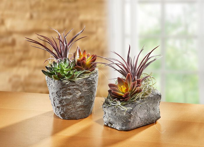 Sukkulenten-Arrangement im Topf 