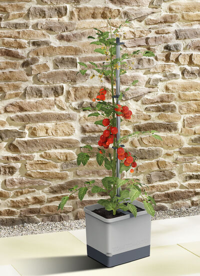 Gusta Garden Tom Tomato mit Bewässerungssystem 