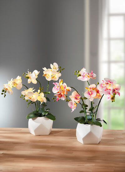 Beleuchtete Orchidee im Topf 