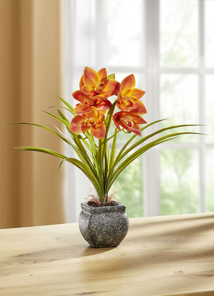 Cymbidium-Orchidee im Zementtopf ORANGE