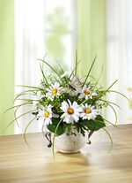 Margeriten-Gesteck im Topf, 